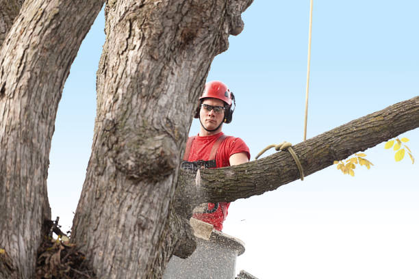 How Our Tree Care Process Works  in  Coopersville, MI